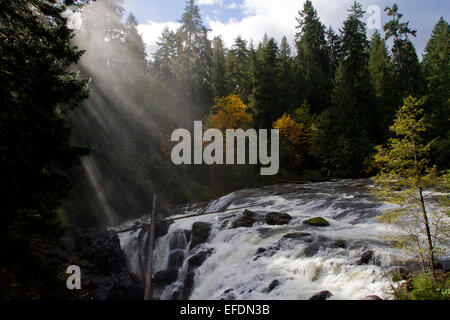 Autumn view of trees, river and falls at Englishman River Falls Provincial Park, Errington, Vancouver Island, BC, in October Stock Photo