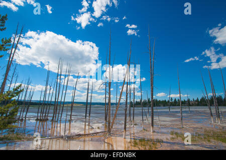 Dead trees in a mineral spring water in Yellowstone National Park. Stock Photo