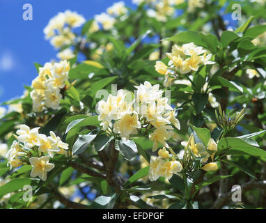 Frangipani flowers, Saint Vincent, Saint Vincent and the Grenadines, The Lesser Antilles, Caribbean Stock Photo