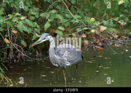 Juvenile Great blue heron fish fishing in a shallow pool, Reifel Bird Sanctuary, Westham Island, British Columbia Stock Photo