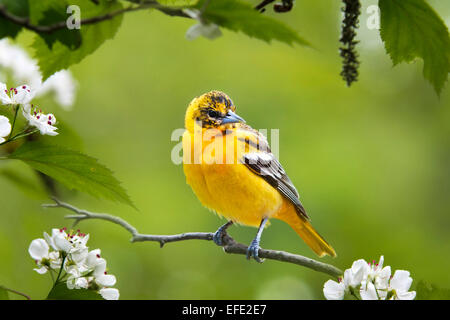 Baltimore Oriole bird perched on branch with flowers in spring. Stock Photo