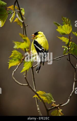 American goldfinch bird perched on tree in spring. Stock Photo