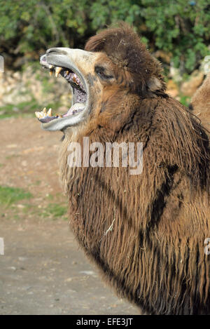 Bactrian camel yawning Stock Photo