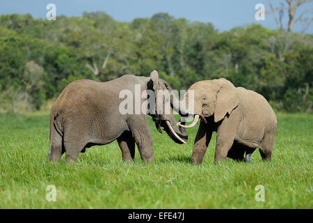African Elephant (Loxodonta africana), bulls, play fighting, Sweetwater Game Reserve, Kenya Stock Photo