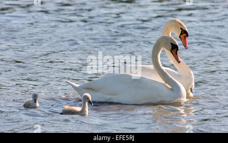couple of white swans and young cygnets Stock Photo