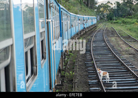 Train trip,journey through tea plantations, countryside in Highlands from Ella to Kandy,Sri Lanka.Haputale train station dog. Stock Photo