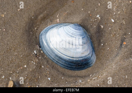 Atlantic surf clam, bar clam, thick surfclam, Feste Trogmuschel, Dickschalige Trogmuschel, Spisula solida, Muschelschale, shell Stock Photo