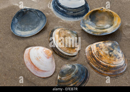 Atlantic surf clam, bar clam, thick surfclam, Feste Trogmuschel, Dickschalige Trogmuschel, Spisula solida, Muschelschale, shell Stock Photo