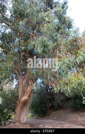 Tasmanian Blue Gum, Southern eucalyptus, Blauer Eukalyptus, Tasmanischer Blaugummibaum, Fieberbaum, Eucalyptus globulus Stock Photo