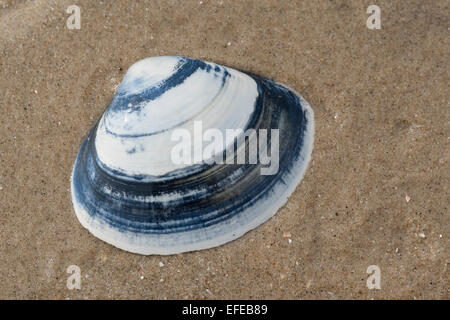 Atlantic surf clam, bar clam, thick surfclam, Feste Trogmuschel, Dickschalige Trogmuschel, Spisula solida, Muschelschale, shell Stock Photo