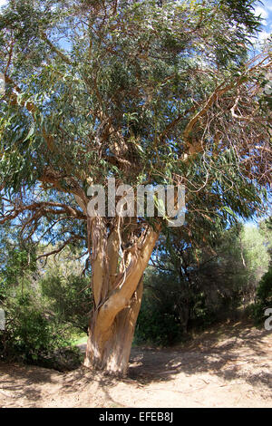 Tasmanian Blue Gum, Southern eucalyptus, Blauer Eukalyptus, Tasmanischer Blaugummibaum, Fieberbaum, Eucalyptus globulus Stock Photo