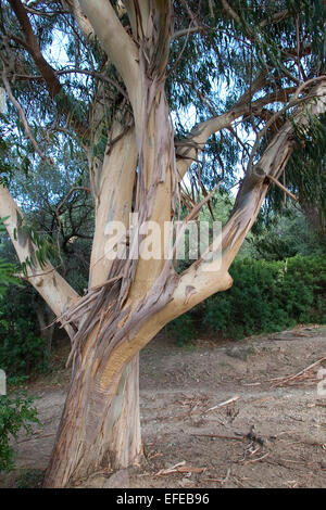 Tasmanian Blue Gum, Southern eucalyptus, Blauer Eukalyptus, Tasmanischer Blaugummibaum, Fieberbaum, Eucalyptus globulus Stock Photo