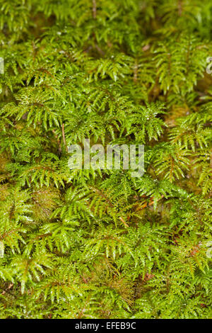 Glittering Wood moss (Hylocomium splendens) growth Stock Photo - Alamy