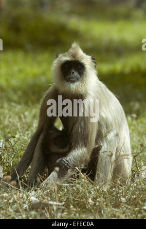 Black faced grey langur in Anuradhapura, Sri lanka Stock Photo