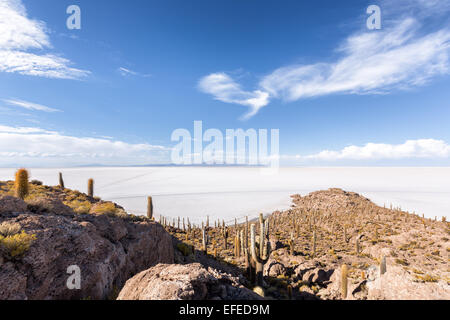 At Isla Incahuasi, Salar de Uyuni salt flat, Altiplano, Bolivia, South America Stock Photo
