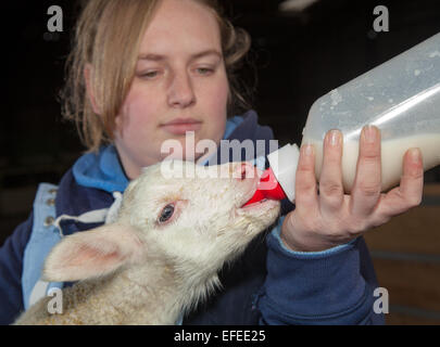 Blackpool, Lancashire, UK. 2nd February, 2015. Abi Harris, 18 with a two day old, British Milk winter born lamb, orphan at Parr’s Farm. The new born lambs at Farmer Parr’s Animal World are christened Keith and Colin. They were adopted from a local sheep farmer who had 2 orphan lambs, a just-born triplet that required bottle feeding. The farm park in Fleetwood sometimes takes in ‘pet’ lambs at this time of year so that visiting children can help to feed them.  Credit:  Mar Photographics/Alamy Live News Stock Photo