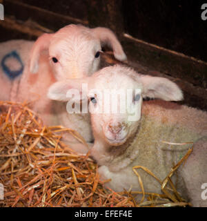 Blackpool, Lancashire, UK. 2nd February, 2015. A two day old, British Milk winter born lamb, orphan at Parr’s Farm. The new born lambs at Farmer Parr’s Animal World are christened Keith and Colin. They were adopted from a local sheep farmer who had 2 orphan lambs, a just-born triplet that required bottle feeding. The farm park in Fleetwood sometimes takes in ‘pet’ lambs at this time of year so that visiting children can help to feed them.  Credit:  Mar Photographics/Alamy Live News Stock Photo