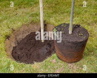 Garden tree being planted into the ground Stock Photo