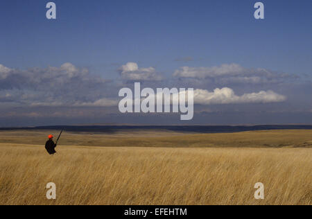 A grouse and pheasant hunter walking the prairie and hunting near Lewistown Montana Stock Photo