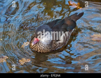 Female Mandarin Duck (aix galericulata) Stock Photo