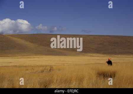 A grouse and pheasant hunter walking the prairie and hunting near Lewistown Montana Stock Photo