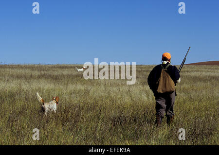 A grouse hunter approaches his English Setter dogs on point near Pierre South Dakota Stock Photo