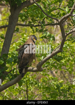 Crested Serpent Eagle (Spilornis cheela) Stock Photo
