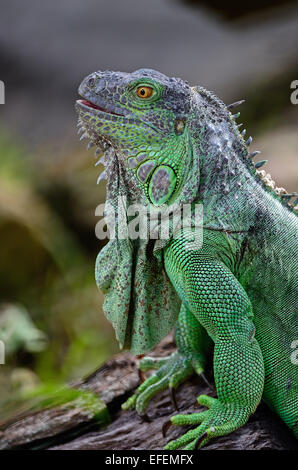 Female Green Iguana (Iguana iguana), head profile Stock Photo