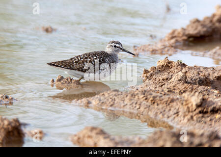 Wood Sandpiper (Tringa glareola).Wild bird in a natural habitat. A small pond for summer watering of livestock size 40x40 meters Stock Photo