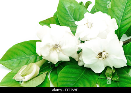 White Gardenia flower or Cape Jasmine (Gardenia jasminoides), isolated on a white background Stock Photo