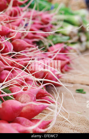 Radishes at a farmers market all lined up and shot from the side Stock Photo