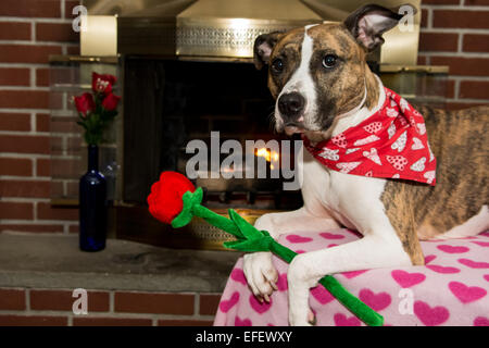 Valentine's Dog Stock Photo