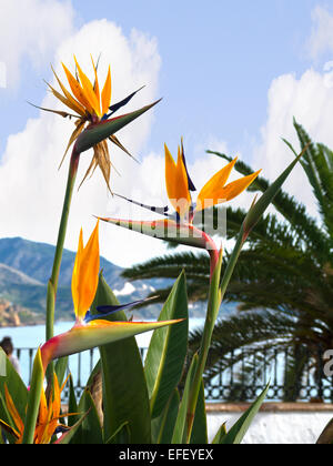 The Colourful Flowers of the Costa Del Sol in Southern Spain Stock Photo