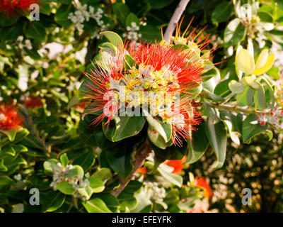 The Colourful Flowers of the Costa Del Sol in Southern Spain Stock Photo