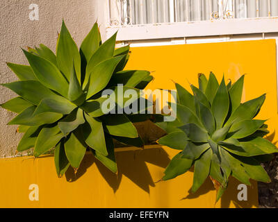 The Colourful Flowers of the Costa Del Sol in Southern Spain Stock Photo