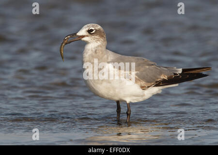 Laughing Gull - Larus atricilla - 1st winter Stock Photo