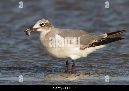 Laughing Gull - Larus atricilla - 1st winter Stock Photo