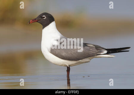 Laughing Gull - Larus atricilla - summer adult Stock Photo