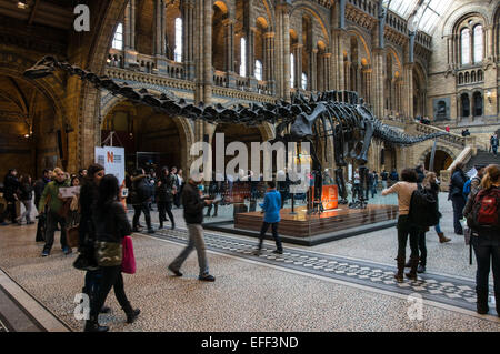 The Hintze Hall with Diplodocus skeleton in the Natural History Museum in London England United Kingdom UK Stock Photo