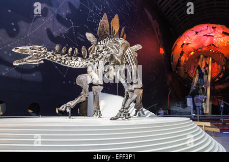 Complete stegosaurus skeleton (named Sophie) displayed at the Earth Hall in the Natural History Museum in London England UK Stock Photo