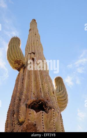 Giant Saguaro cactus up close Maricopa, Arizona - USA Stock Photo