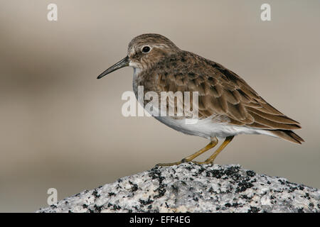 Least Sandpiper - Calidris minutilla - non-breeding adult Stock Photo