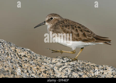 Least Sandpiper - Calidris minutilla - non-breeding adult Stock Photo