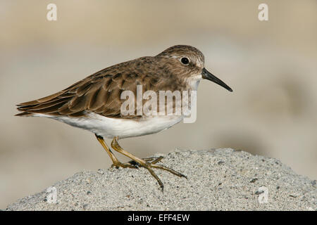 Least Sandpiper - Calidris minutilla - non-breeding adult Stock Photo