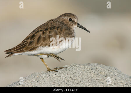 Least Sandpiper - Calidris minutilla - non-breeding adult Stock Photo