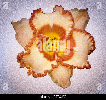 Stunning daylily 'Braided Edges', apricot coloured flower with dark orange frilly edges & centre on light textured background Stock Photo