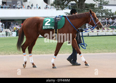 Kyoto, Japan. 1st Feb, 2015. Sudden Storm Horse Racing : Sudden Storm is led through the paddock before the Silk Road Stakes at Kyoto Racecourse in Kyoto, Japan . © Eiichi Yamane/AFLO/Alamy Live News Stock Photo