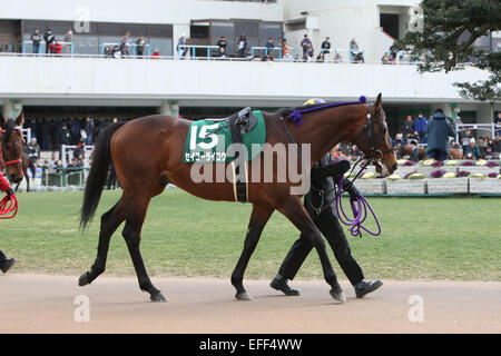 Kyoto, Japan. 1st Feb, 2015. Seiko Raiko Horse Racing : Seiko Raiko is led through the paddock before the Silk Road Stakes at Kyoto Racecourse in Kyoto, Japan . © Eiichi Yamane/AFLO/Alamy Live News Stock Photo