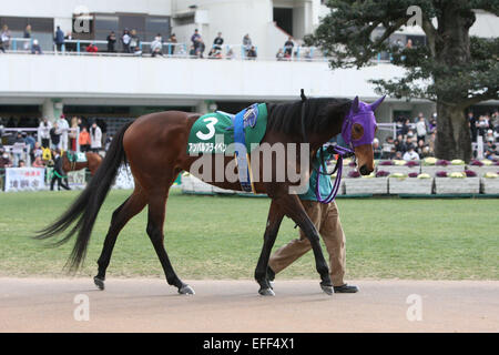 Kyoto, Japan. 1st Feb, 2015. Am Ball Bleiben Horse Racing : Am Ball Bleiben is led through the paddock before the Silk Road Stakes at Kyoto Racecourse in Kyoto, Japan . © Eiichi Yamane/AFLO/Alamy Live News Stock Photo