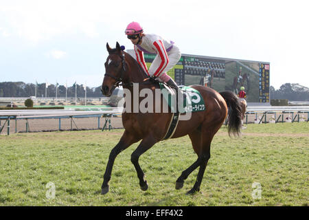 Kyoto, Japan. 1st Feb, 2015. Seiko Raiko (Kota Fujioka) Horse Racing : Seiko Raiko ridden by Kota Fujioka before the Silk Road Stakes at Kyoto Racecourse in Kyoto, Japan . © Eiichi Yamane/AFLO/Alamy Live News Stock Photo